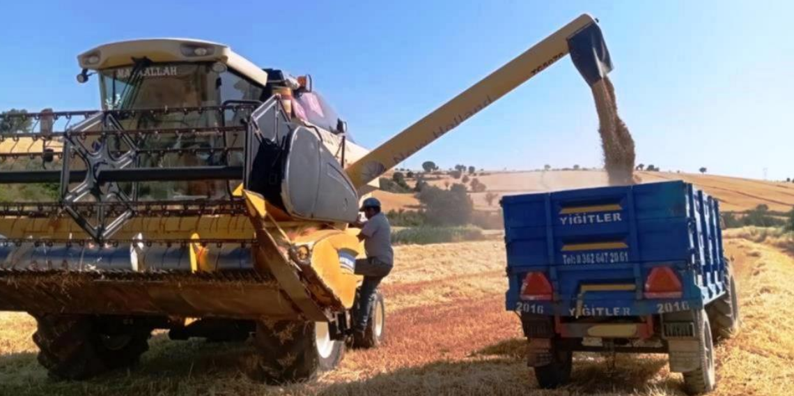 Samsun, Yem Bitkisi Üretiminde Türkiye’nin Zirvesinde
