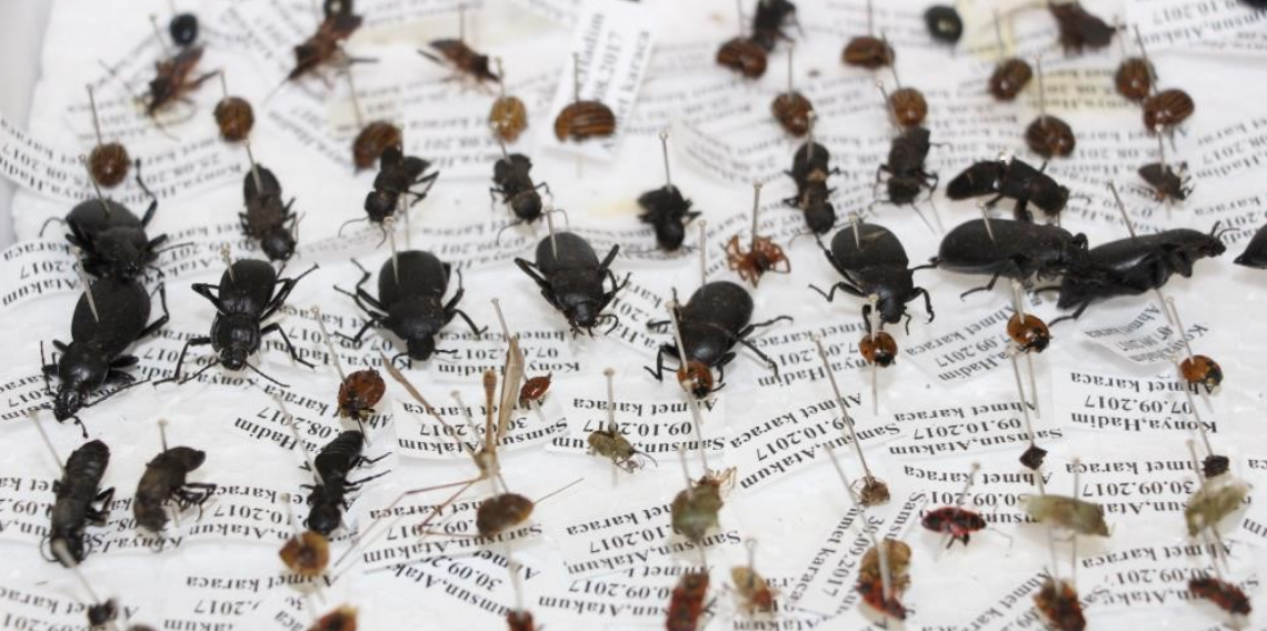 Adli Entomoloji, Böcekler Cinayetleri Nasıl Aydınlatıyor?