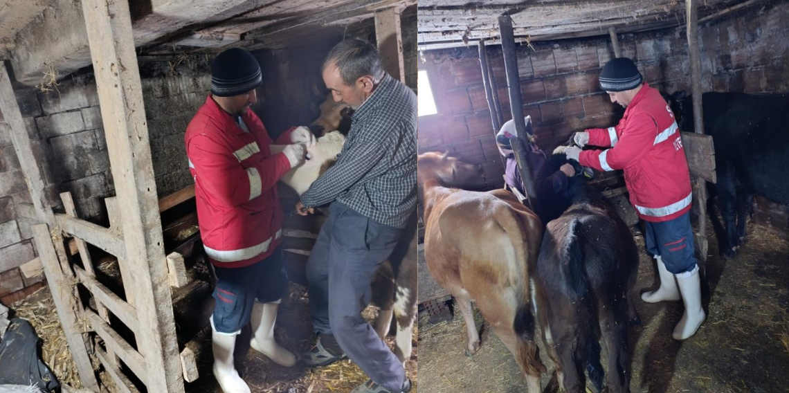 Çarşamba’da Büyükbaş Hayvanlara Şap ve Brusella Aşıları Yapıldı