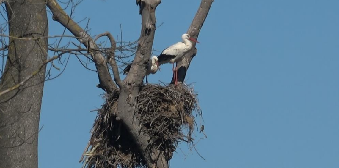 Leylekler Afrika’dan 7 Bin Kilometre Uçarak Kızılırmak Deltası’na Döndüler