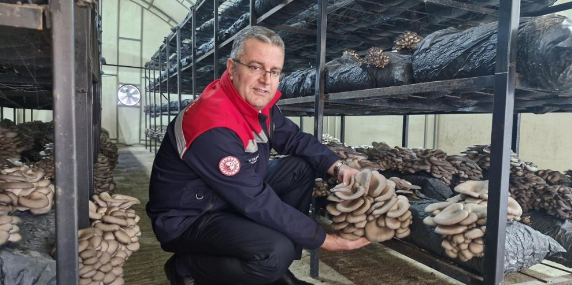 Çarşamba’da İstiridye Mantarı Üretimi Artıyor