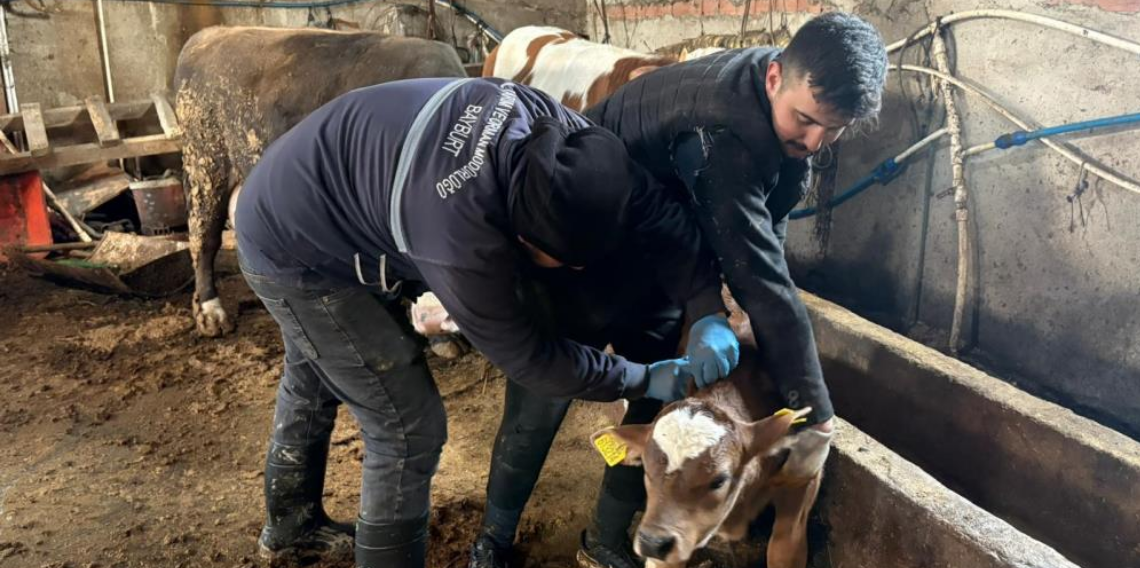 Bayburt’ta Şap ve Brusella Aşılama ile Küpeleme Çalışmaları Devam Ediyor