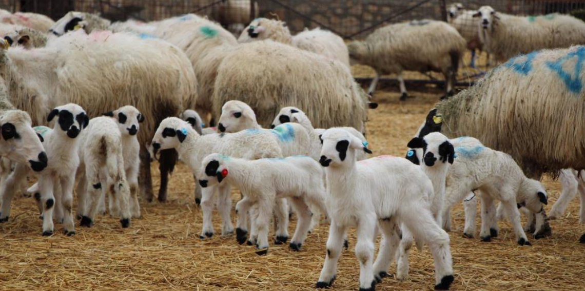 Yetiştiricilere Kritik Uyarı, Buzağı ve Kuzuların İlk Saatleri Hayat Kurtarıyor