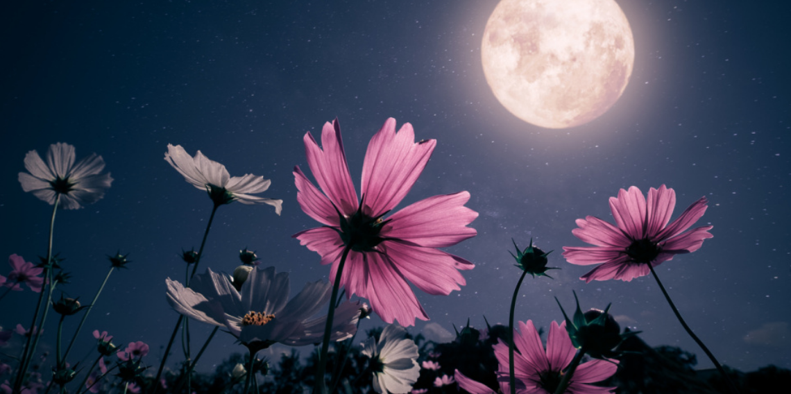 Gündüz Sıradan Gece Büyüleyici, Gece Açan Çiçeklerin Gizemli Dünyası
