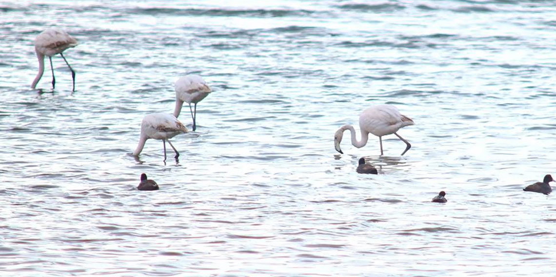 Flamingolar Van Gölü Havzası’na geri döndü