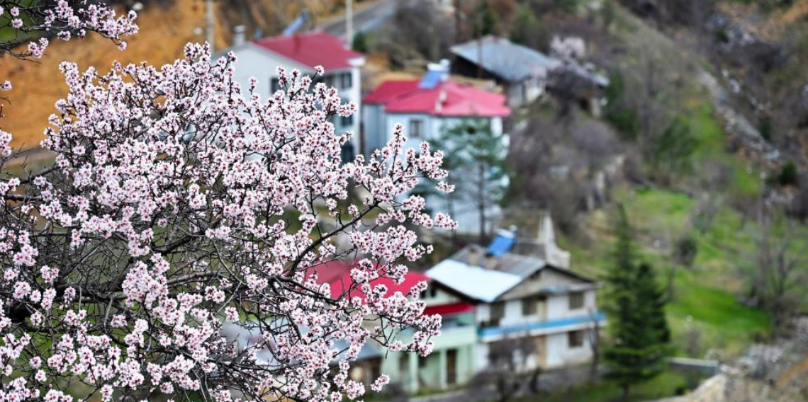 Gümüşhane’de Bahar ve Kış Aynı Anda Yaşanıyor, Torul’da Çiçekler Açtı, Zigana’da Kar Hâlâ Beyaz