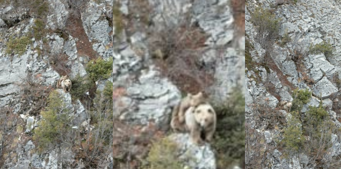 Artvin’de Boz Ayı ve Yavrusu Dron Kamerasına Yakalandı, 