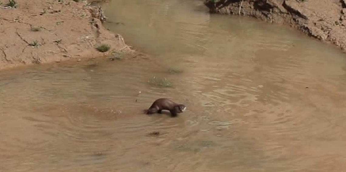 Erzurum'da nesli tehdt altındaki su samuru görüntülendi