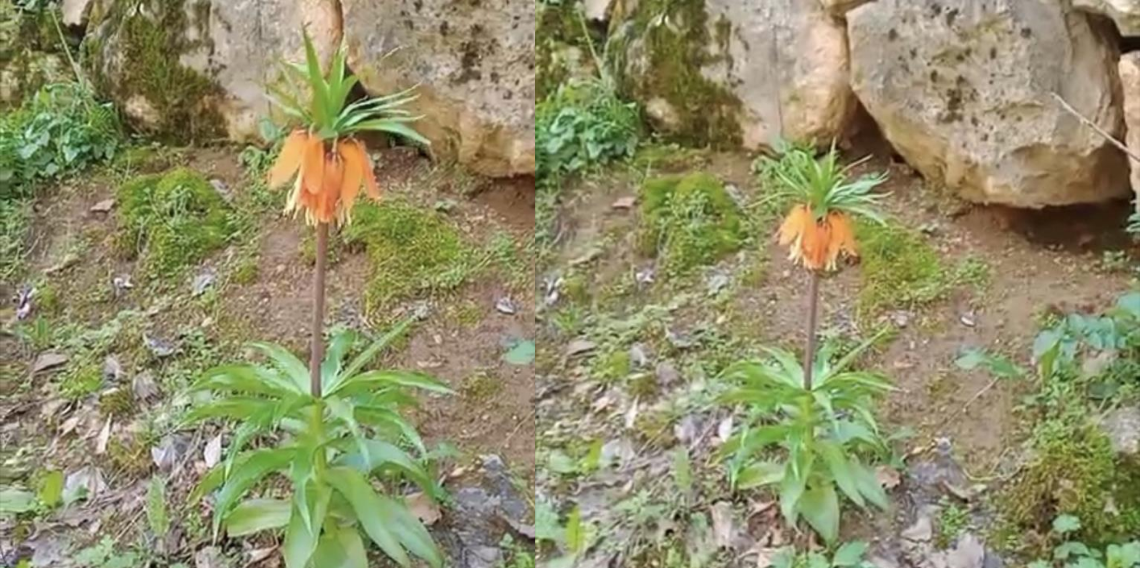 Çermik’te ters laleler açtı, Koparmanın cezası 577 bin TL