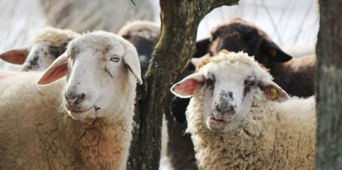 Kurbanlık fiyatları 2026: Büyükbaş-küçükbaş ortalama kurban fiyatları