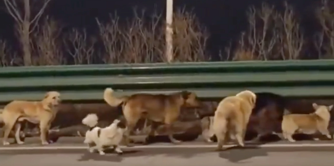 Çin’de 7 köpeğin kaçış hikayesi dünya gündeminde