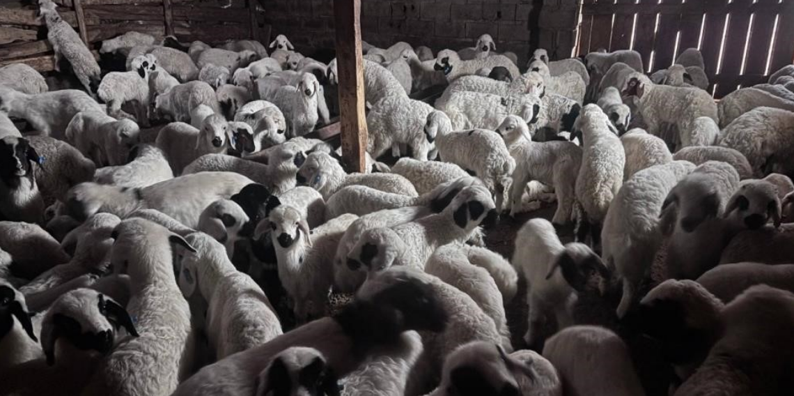 Bayburt’ta 2025 2. Dönem Buzağı, Malak, Kuzu ve Oğlak Desteği Başvuruları Başlıyor