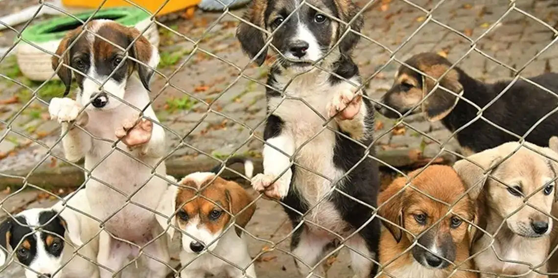 Trabzon’da sahipsiz hayvanlar için birlik meclisi kuruluyor