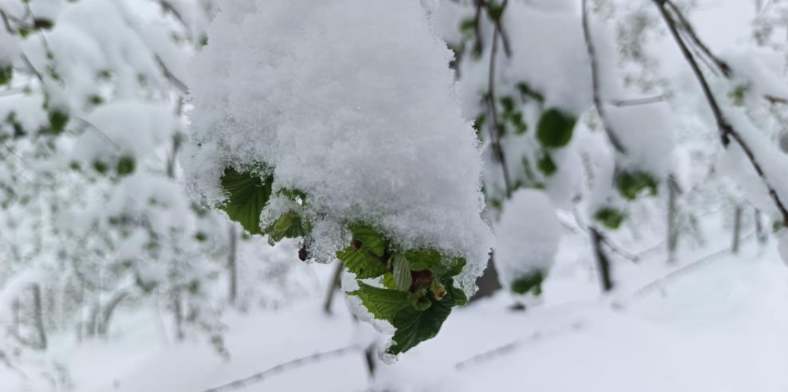Ordu İç Kesimleri İçin Zirai Don Uyarısı, Çiftçiler ve Üreticiler Dikkat