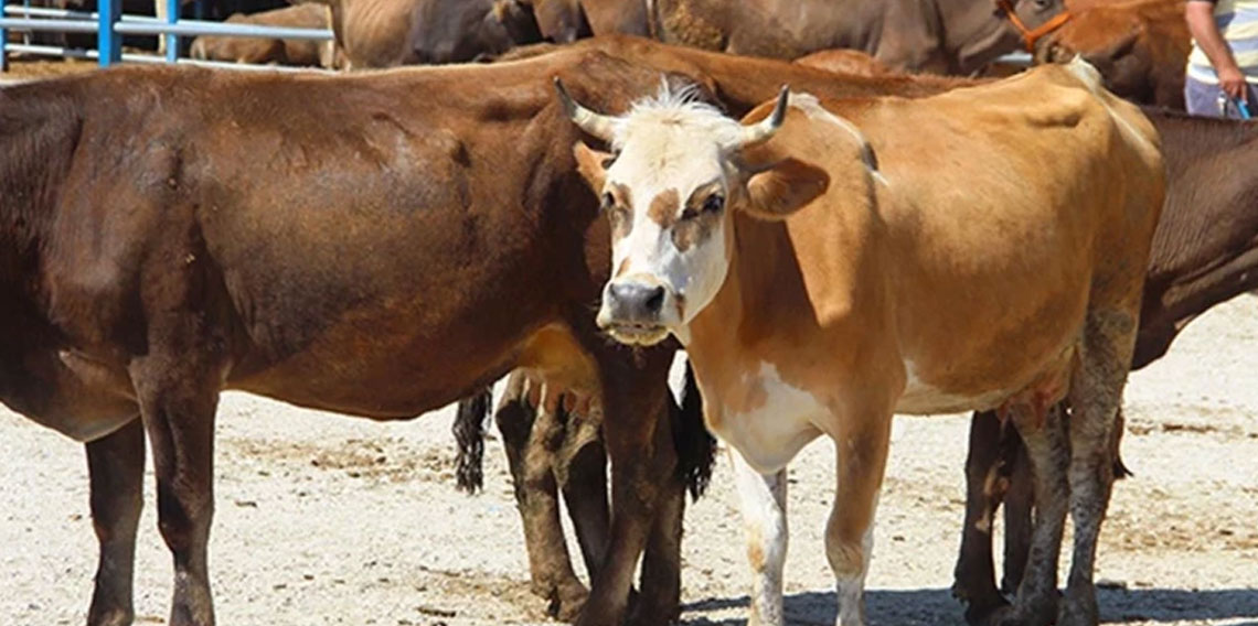 2026 yılı büyükbaş ve küçükbaş kurbanlık fiyatları belli oldu