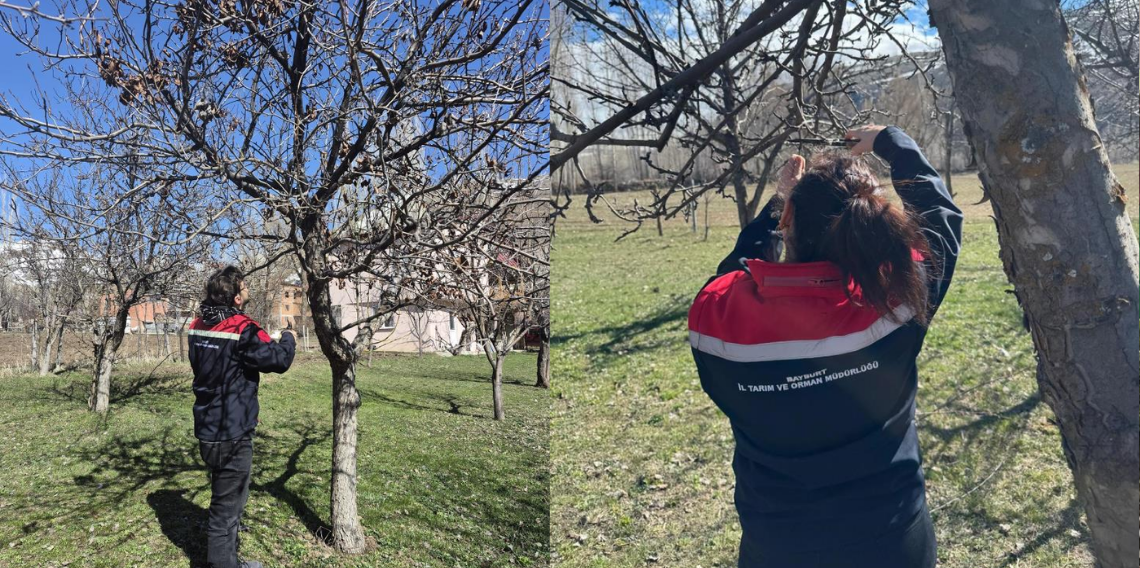 Bayburt Aydıntepe’de Meyve Bahçelerinde Budama Seferberliği Başladı