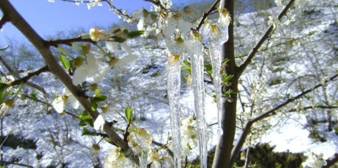 Bayburt’ta Zirai Don Uyarısı, 4 Günlük Risk Üreticileri Tedbir Almaya Çağırdı