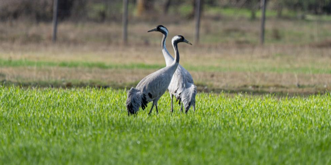 Turnaların izinde: 2026 izleme çalışmaları sürüyor