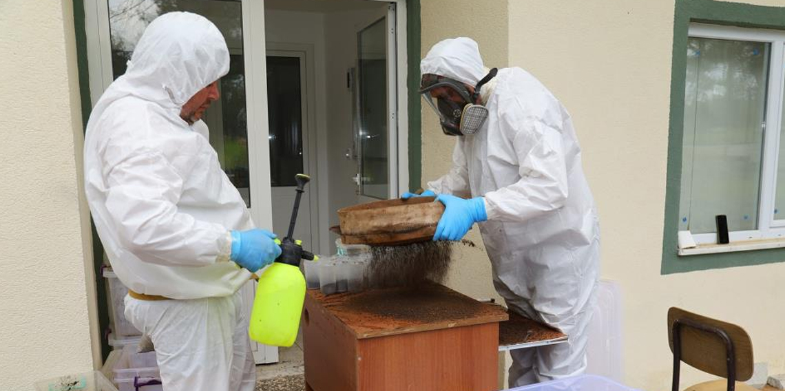 Terminatör böcekler iş başında