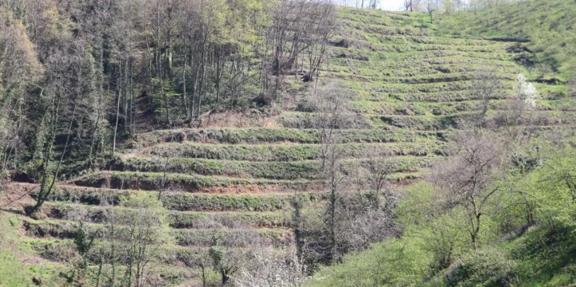Terme’de Teraslı Fındık Bahçeleri Verim ve Kalitede Örnek Oluyor