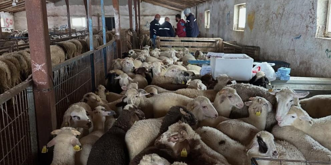 Aydıntepe’de Şap Hastalığına Karşı Sero-Sürveyans Çalışmaları Başladı
