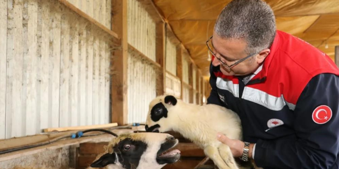 Bafra’da organik hayvancılığa yerinde inceleme