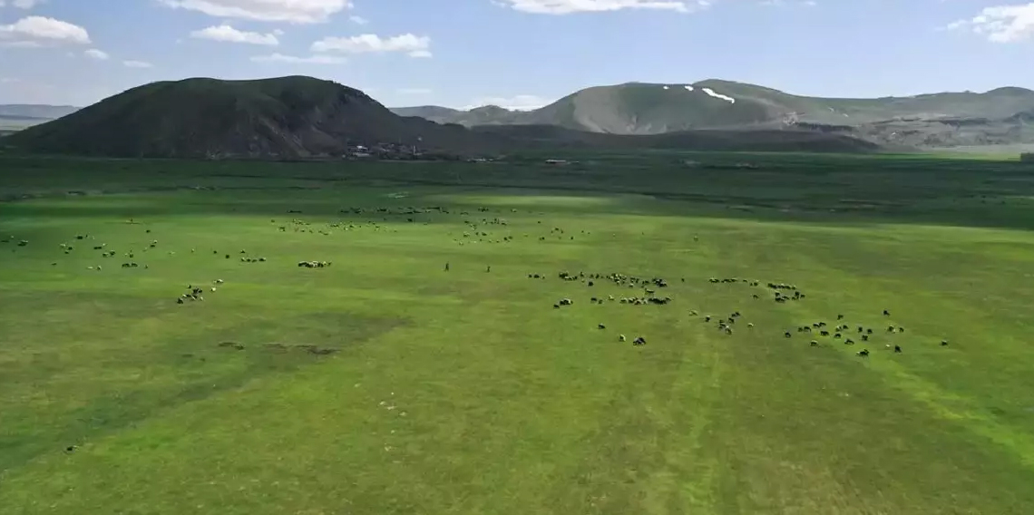 Tarım ve Orman Bakanlığından Kars'taki mera kullanımının yasaklandığı iddialarına yalanlama