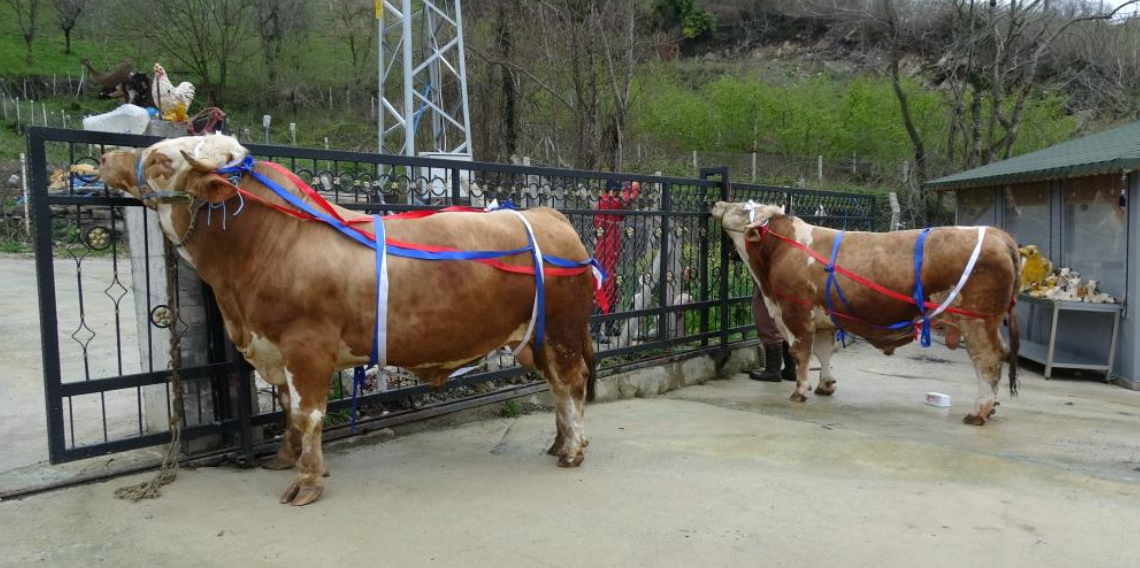 Kurban Bayramı yaklaşırken tonluk kurbanlıklar satışta