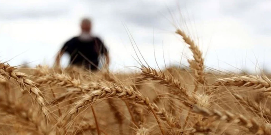 Türkiye'de sertifikalı buğday tohumu üretimi rekor kırdı