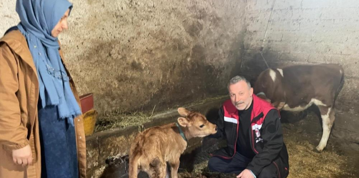 Danimarka ve Amerika'dan getirildiler, Of'a kısa sürede uyum sağladılar