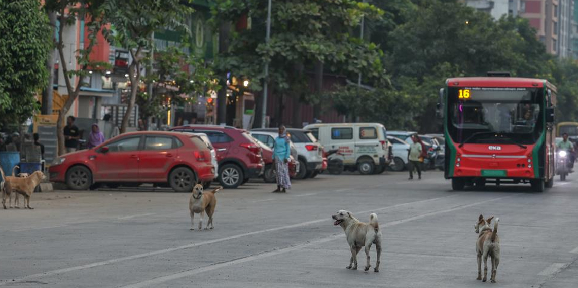 Hindistan’da 62 milyon sokak köpeği, sokakları işgal ediyor