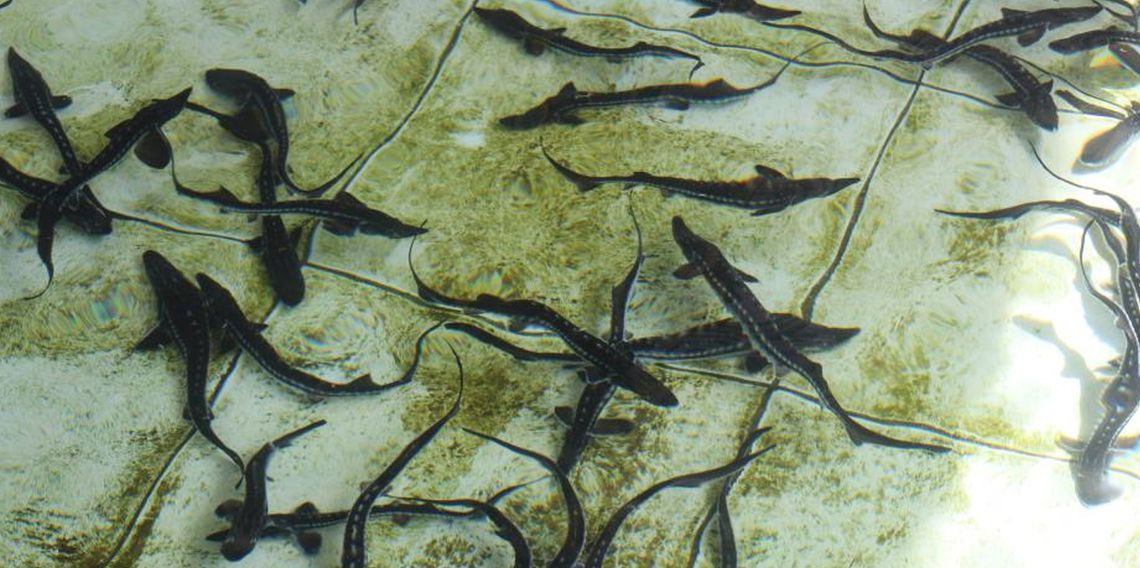 Çiple Karadeniz'e salınacak! 2 bin dolardan satılıyor