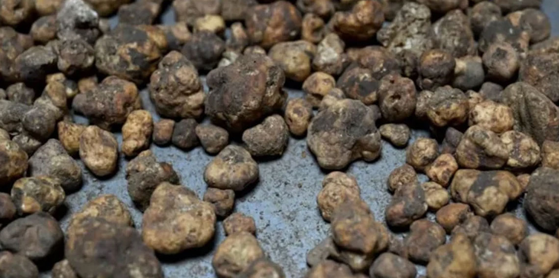 İtalya’da öğrendi, Edirne’de yetiştirdi: Kilosu 20 bin TL