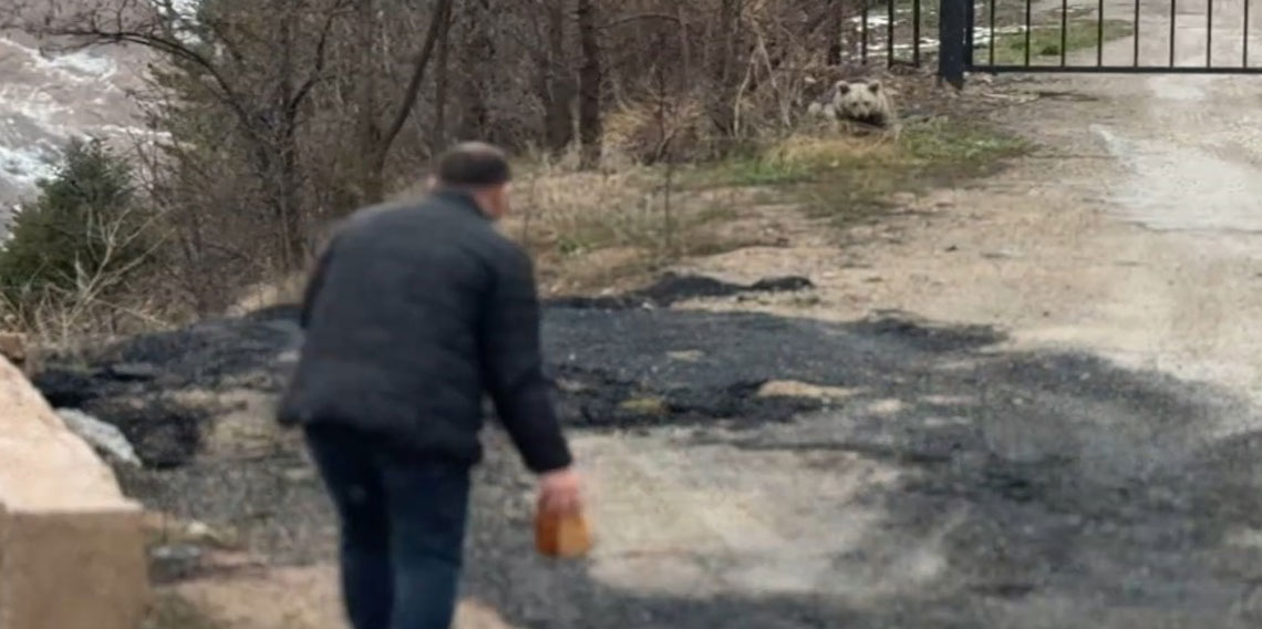 Gümüşhane'de aç kalan yavru ayıyı elleriyle beslediler