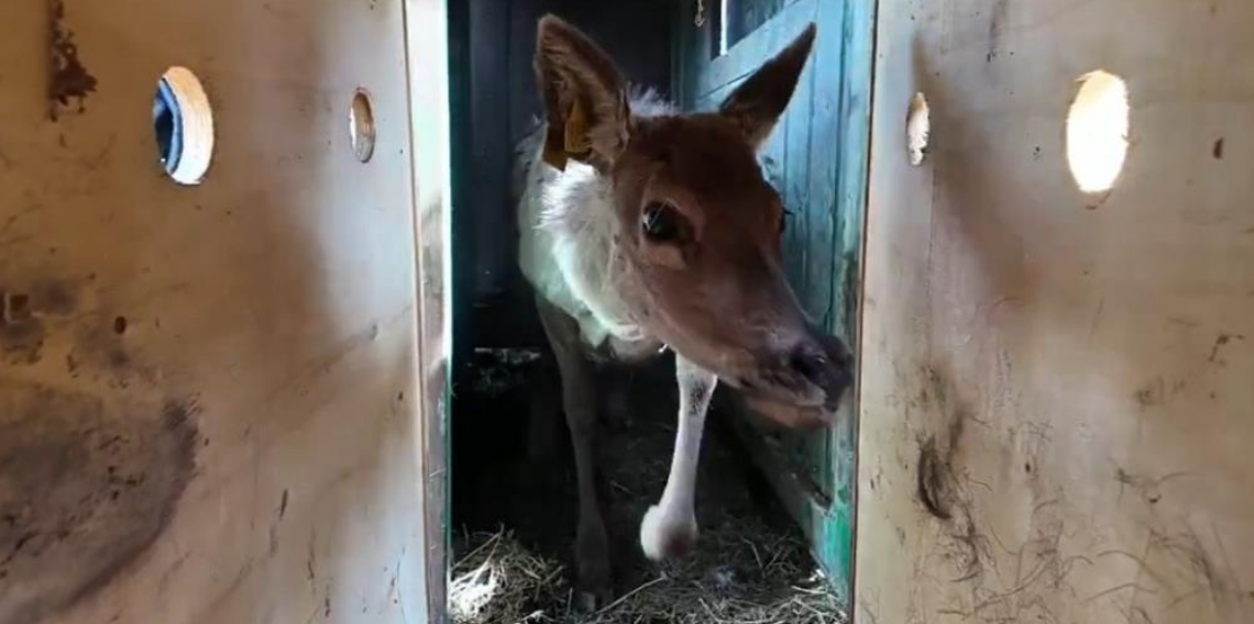 Kızıl geyikler yeniden doğada! Samsun’dan Ordu’ya doğa seferberliği