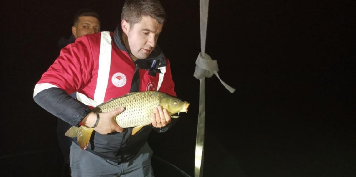 Samsun’da kaçak avcılığa darbe: 60 kiloluk sazan balığı yeniden doğaya bırakıldı