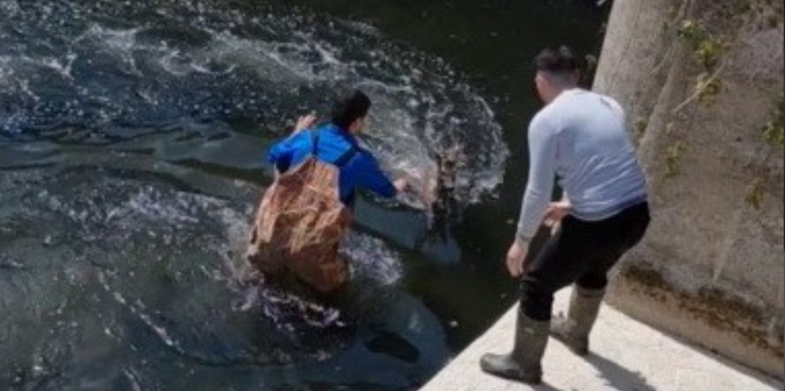 Bafra’da sulama kanalına düşen karaca kurtarıldı: Doğaya yeniden bırakıldı