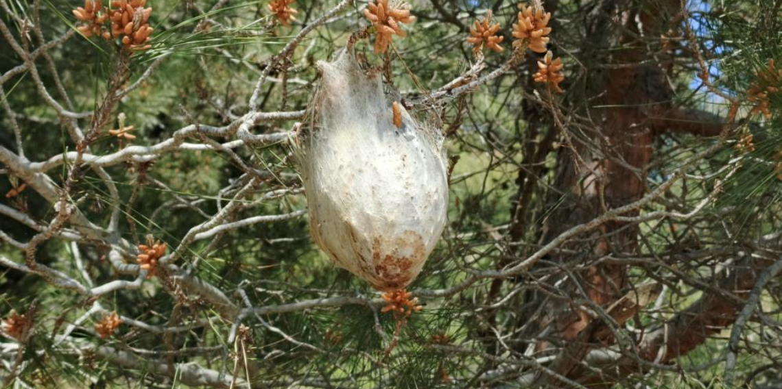 Bafra’da çam kese böceği alarmı: Çam ormanları tehdit altında