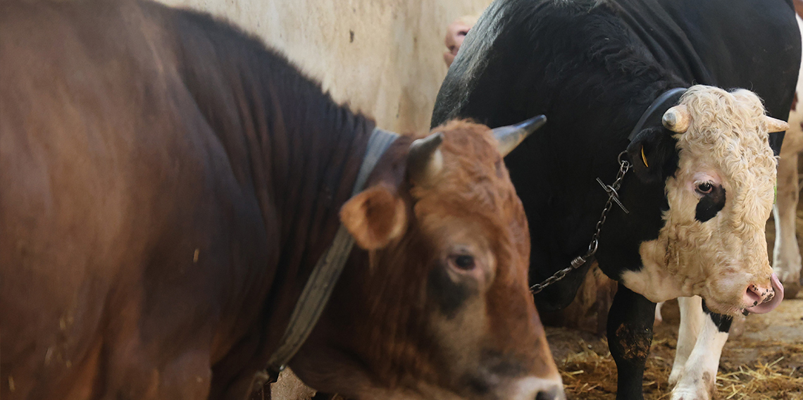 Kurbanlık alacaklara 