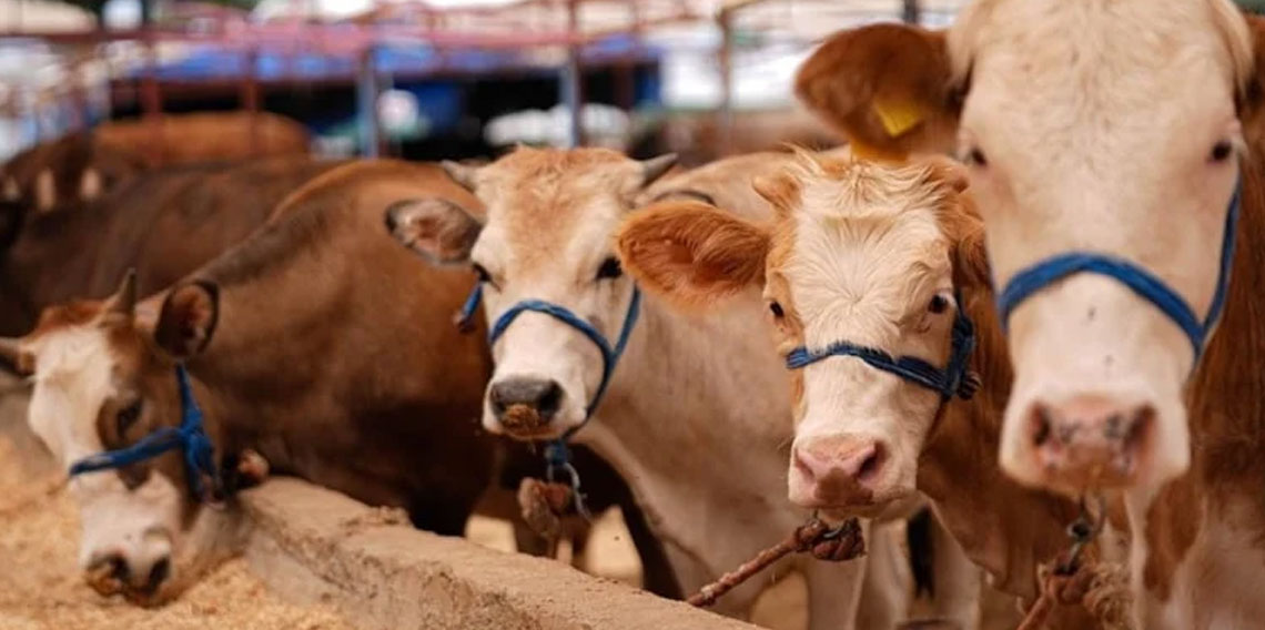 Kurbanlık alacaklara 