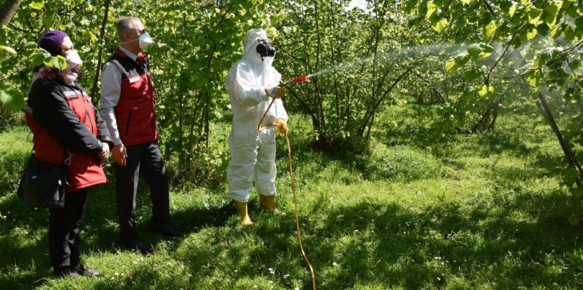 Ordu’da fındıkta külleme ve kozalak akarına karşı mücadele başladı