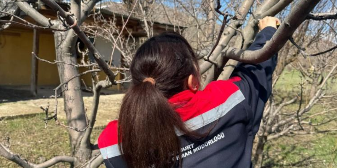 Bayburt’ta Meyve Ağaçlarına Verim Dokunuşu! Budama Çalışmaları Sahada Sürüyor