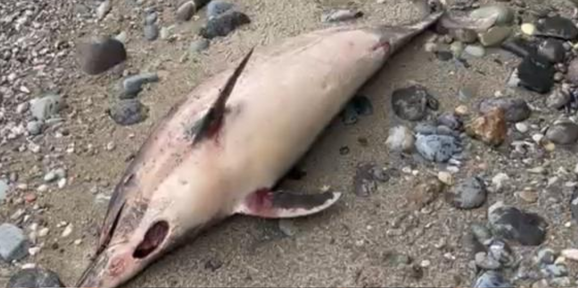 Trabzon’da Yunus Balığı Ölümleri Artıyor: 1 Ayda 3. Vaka Araklı Sahilinde