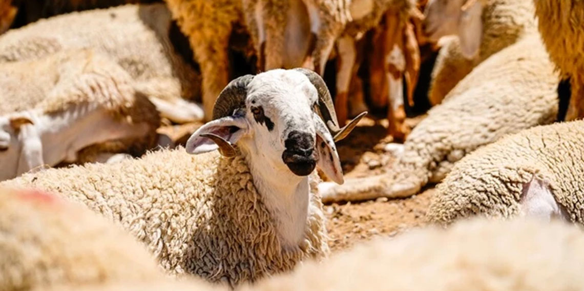 Kurbanlık satışları ne zaman başlayacak?
