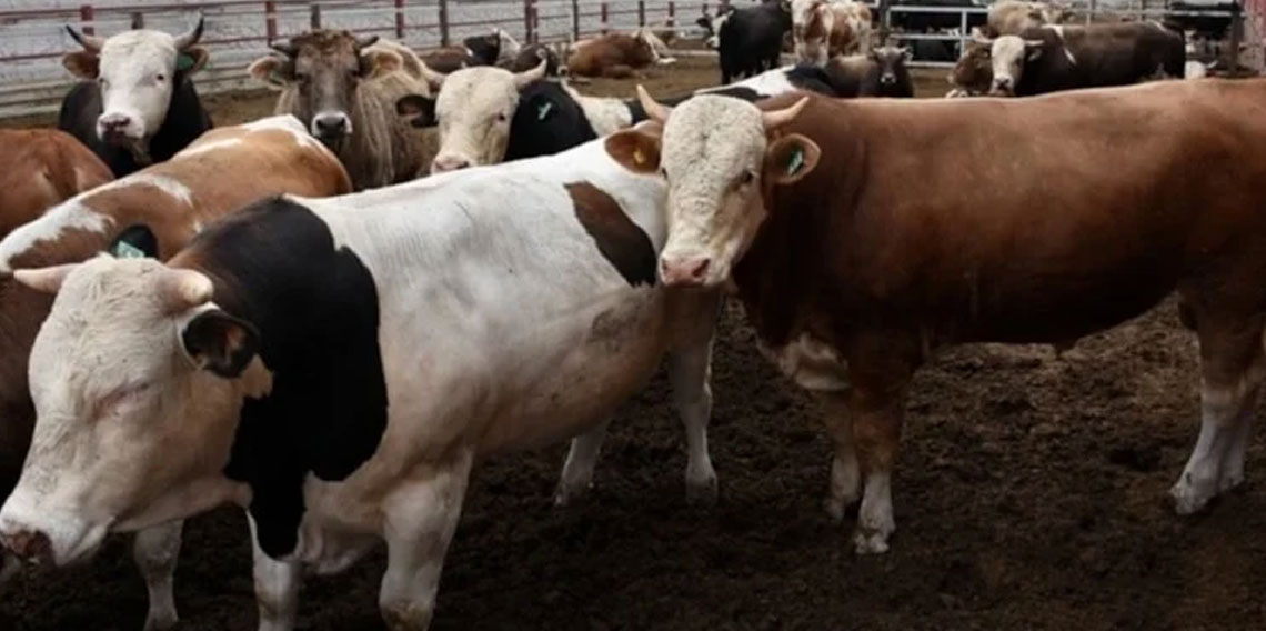 Bakanlık yasakladı: O bölgeye kurbanlık girişi yapılmayacak