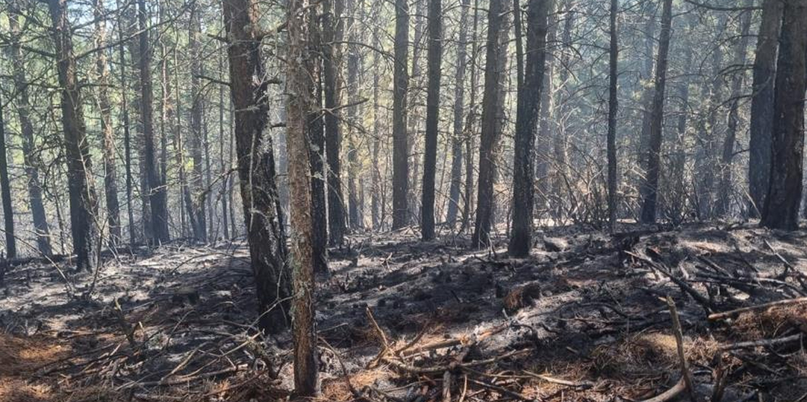 Orman yangını kontrol altına alındı