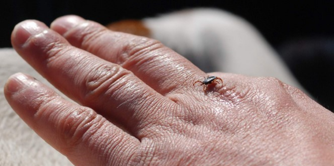 Erzincan’da kene alarmı, KKKA riski yeniden gündemde