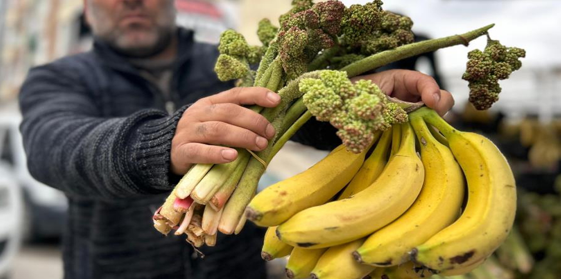 Yayla muzu uçkun tezgaha çıktı