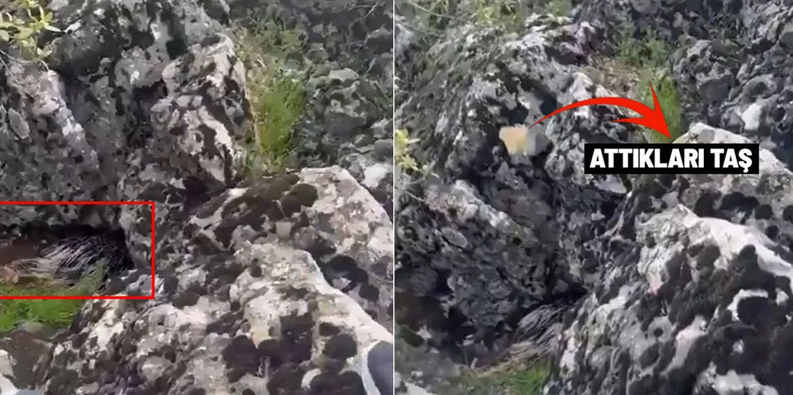 Diyarbakır'da bir garip olay! Korkup taşa tuttukları şey bakın ne çıktı