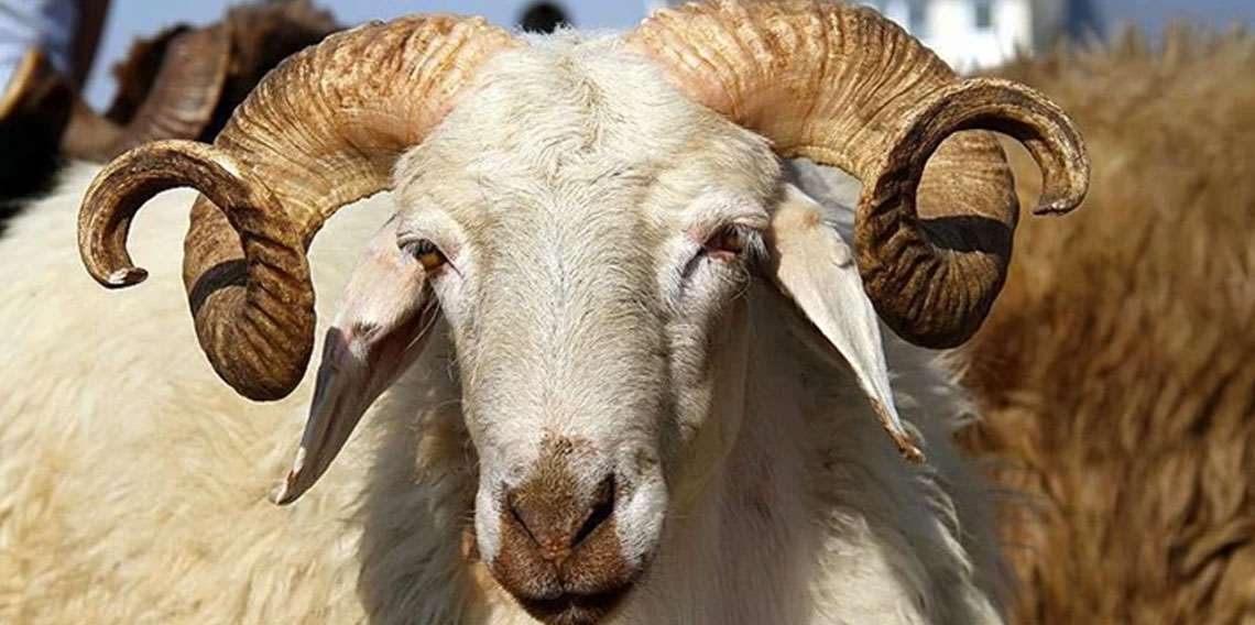 Türk Kızılayın 2026 yılı vekaletle kurban kesim fiyatı belli oldu